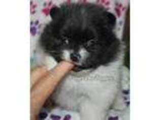 Pomeranian Puppy for sale in Mountain Grove, MO, USA