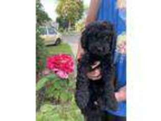 Goldendoodle Puppy for sale in East Windsor, CT, USA