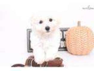 Bichon Frise Puppy for sale in Fort Myers, FL, USA