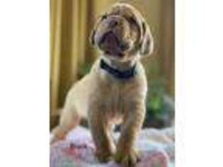 American Bull Dogue De Bordeaux Puppy for sale in Casper, WY, USA