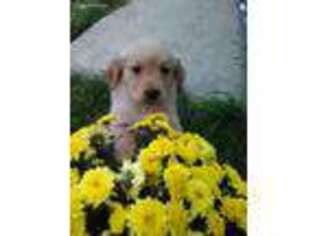 Golden Retriever Puppy for sale in Clare, MI, USA