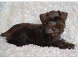 Mutt Puppy for sale in Maple Lake, MN, USA