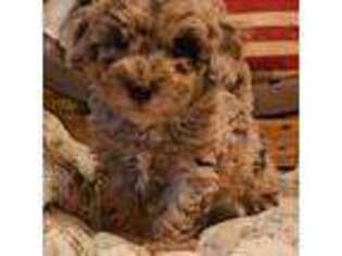 Mutt Puppy for sale in Brooklyn, CT, USA