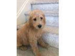 Labradoodle Puppy for sale in Beavertown, PA, USA