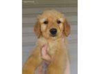 Golden Retriever Puppy for sale in Philadelphia, NY, USA