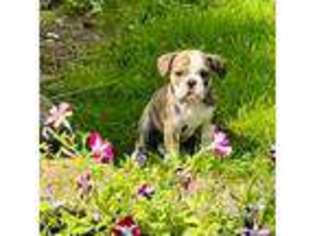 Bulldog Puppy for sale in Warsaw, OH, USA