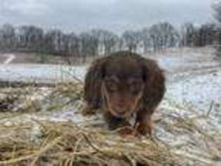 Dachshund Puppy for sale in Campton, KY, USA