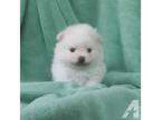 Pomeranian Puppy for sale in HAUULA, HI, USA