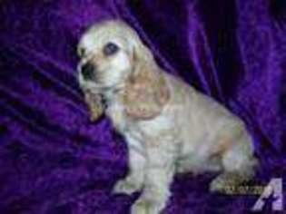Cocker Spaniel Puppy for sale in RIVERSIDE, CA, USA