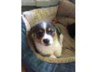 Pembroke Welsh Corgi Puppy for sale in Union, MS, USA