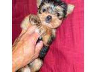 Yorkshire Terrier Puppy for sale in Fresno, CA, USA