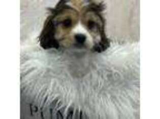 Cavachon Puppy for sale in Marietta, GA, USA