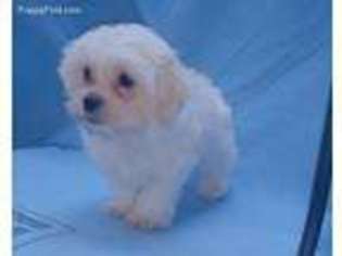 Maltese Puppy for sale in Ohatchee, AL, USA