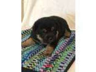 Shiba Inu Puppy for sale in Shevlin, MN, USA