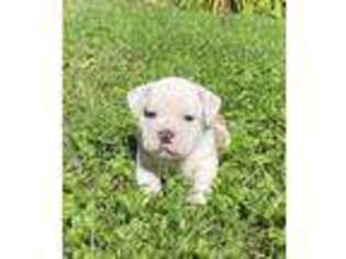 Miniature Bulldog Puppy for sale in Beaverdam, VA, USA