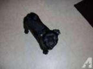 Pug Puppy for sale in NASHUA, NH, USA