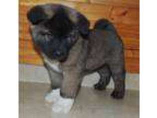 Akita Puppy for sale in Cincinnatus, NY, USA