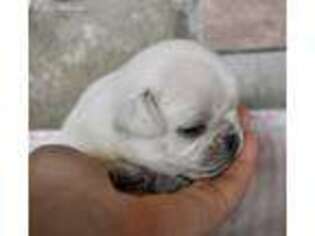 Pug Puppy for sale in Brighton, IL, USA