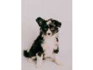 Papillon Puppy for sale in Des Moines, IA, USA