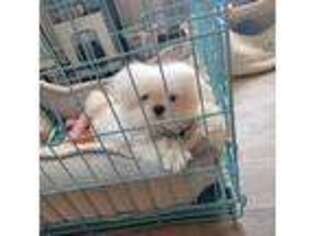 Maltese Puppy for sale in Concord, NC, USA