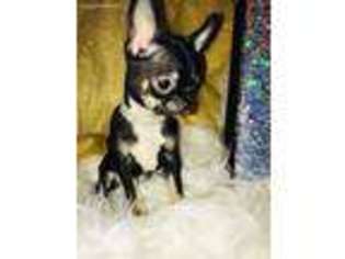 Chihuahua Puppy for sale in Newport, OH, USA
