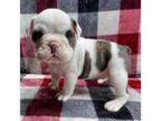 Olde English Bulldogge Puppy for sale in Barrackville, WV, USA