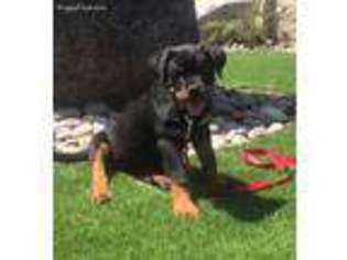 Rottweiler Puppy for sale in Simi Valley, CA, USA