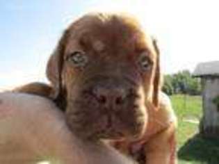 Mastiff Puppy for sale in Elkhart, IN, USA