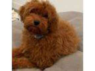 Goldendoodle Puppy for sale in Palmdale, CA, USA
