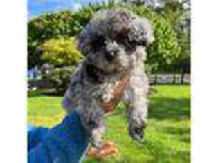 Mutt Puppy for sale in Bothell, WA, USA