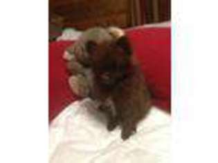 Pomeranian Puppy for sale in FORNEY, TX, USA