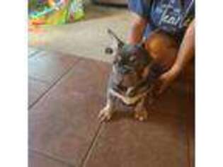 French Bulldog Puppy for sale in Gonzales, LA, USA