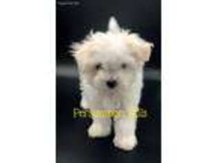 Maltese Puppy for sale in Big Cabin, OK, USA