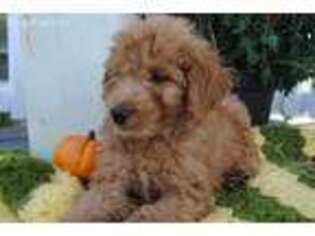 Goldendoodle Puppy for sale in Union Grove, NC, USA