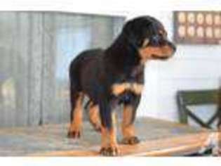 Rottweiler Puppy for sale in SOUTHBRIDGE, MA, USA