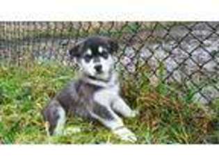 Alaskan Malamute Puppy for sale in Darrington, WA, USA