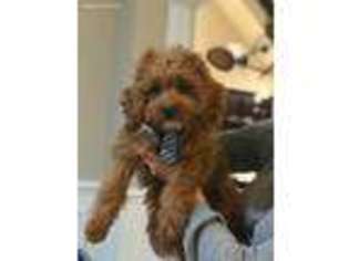 Cavapoo Puppy for sale in Bellmore, NY, USA