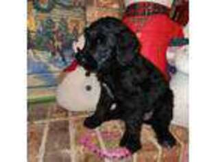 Mutt Puppy for sale in Centerville, IA, USA