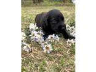 Labradoodle Puppy for sale in Jemison, AL, USA