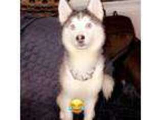 Siberian Husky Puppy for sale in Jersey City, NJ, USA