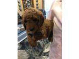 Goldendoodle Puppy for sale in Horicon, WI, USA