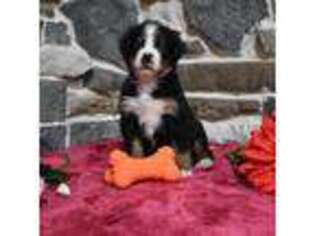 Bernese Mountain Dog Puppy for sale in Long Beach, CA, USA