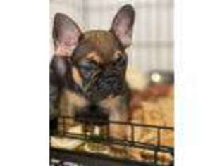 French Bulldog Puppy for sale in Porterville, CA, USA