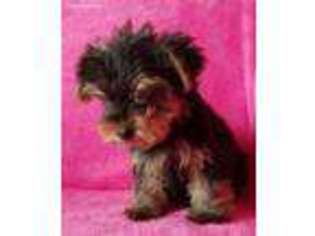 Yorkshire Terrier Puppy for sale in Methuen, MA, USA