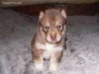 Siberian Husky Puppy for sale in Zelienople, PA, USA