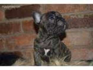 French Bulldog Puppy for sale in Erie, PA, USA