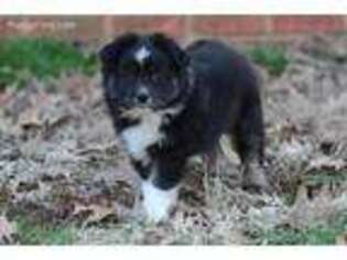 Australian Shepherd Puppy for sale in Mc Cool, MS, USA