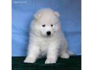 Samoyed Puppy for sale in Lamesa, TX, USA