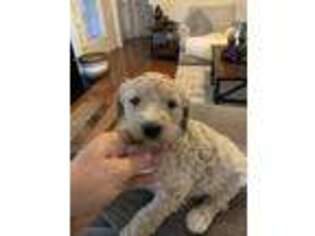 Goldendoodle Puppy for sale in Godwin, NC, USA