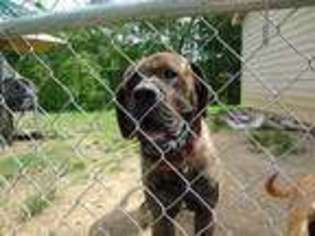 Mastiff Puppy for sale in Hilham, TN, USA